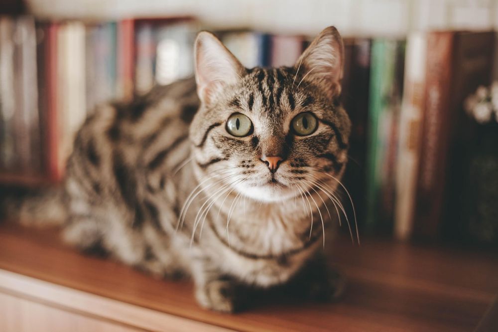 Kattepensjonat  trygg omsorg når katten trenger et annet hjem
